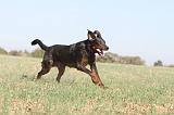 BEAUCERON 159